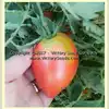Yugo Roze Tomato