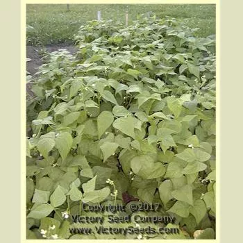 Gaia Garden Bean