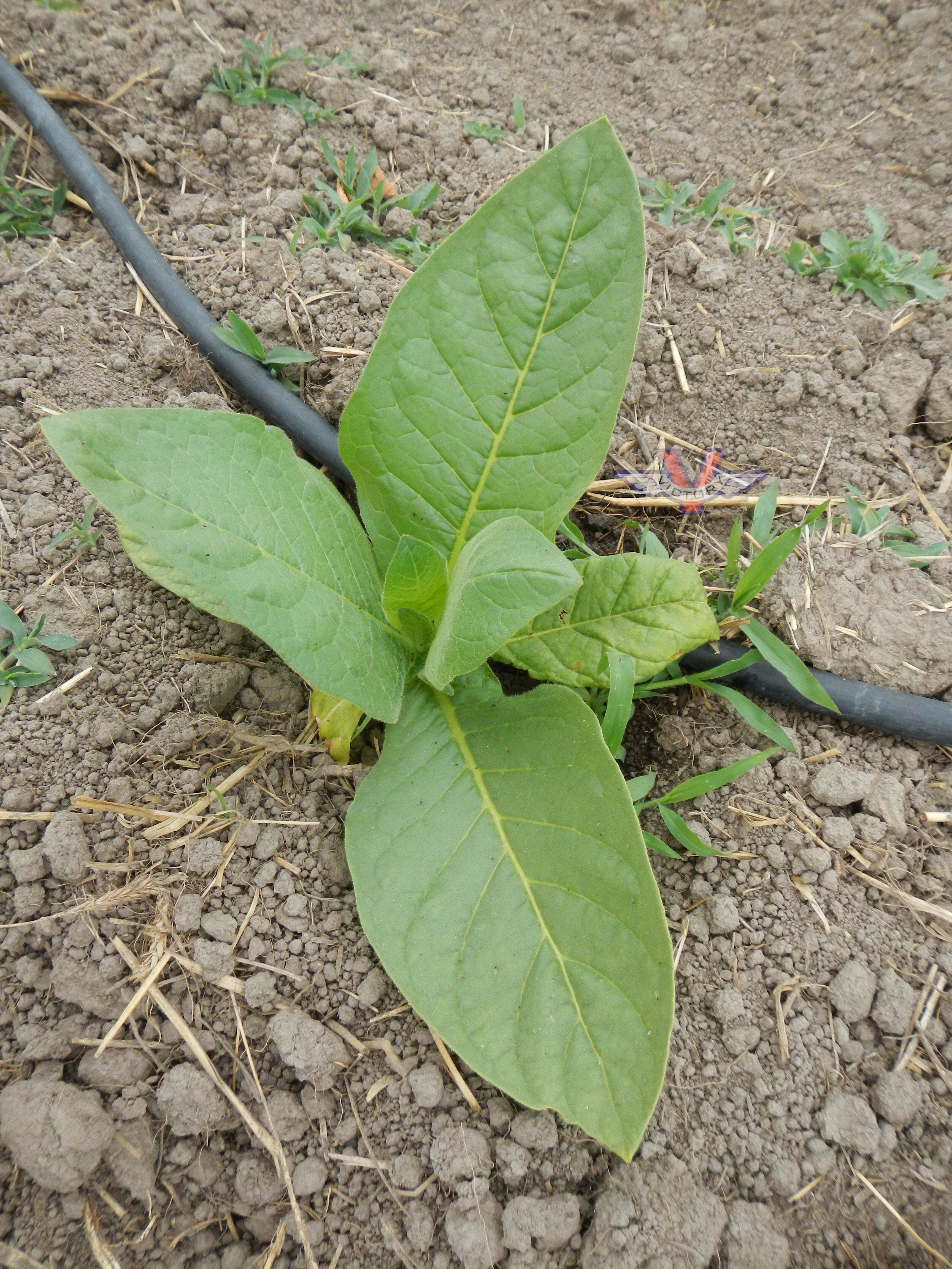 Hill Island Tobacco