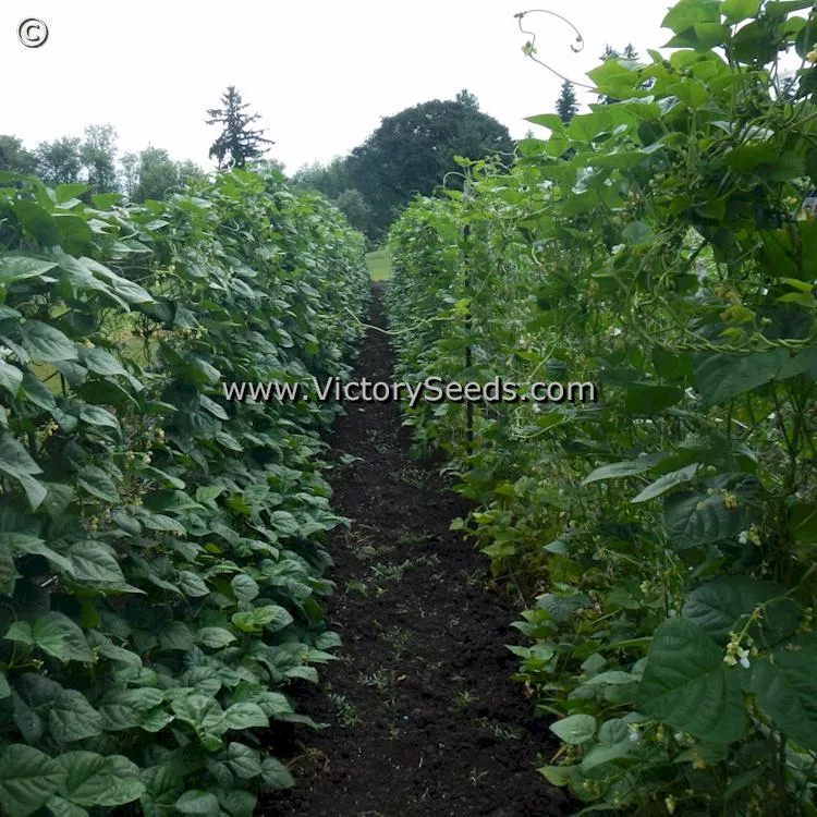 Blue Lake Pole Green Garden Bean, Wright Strain