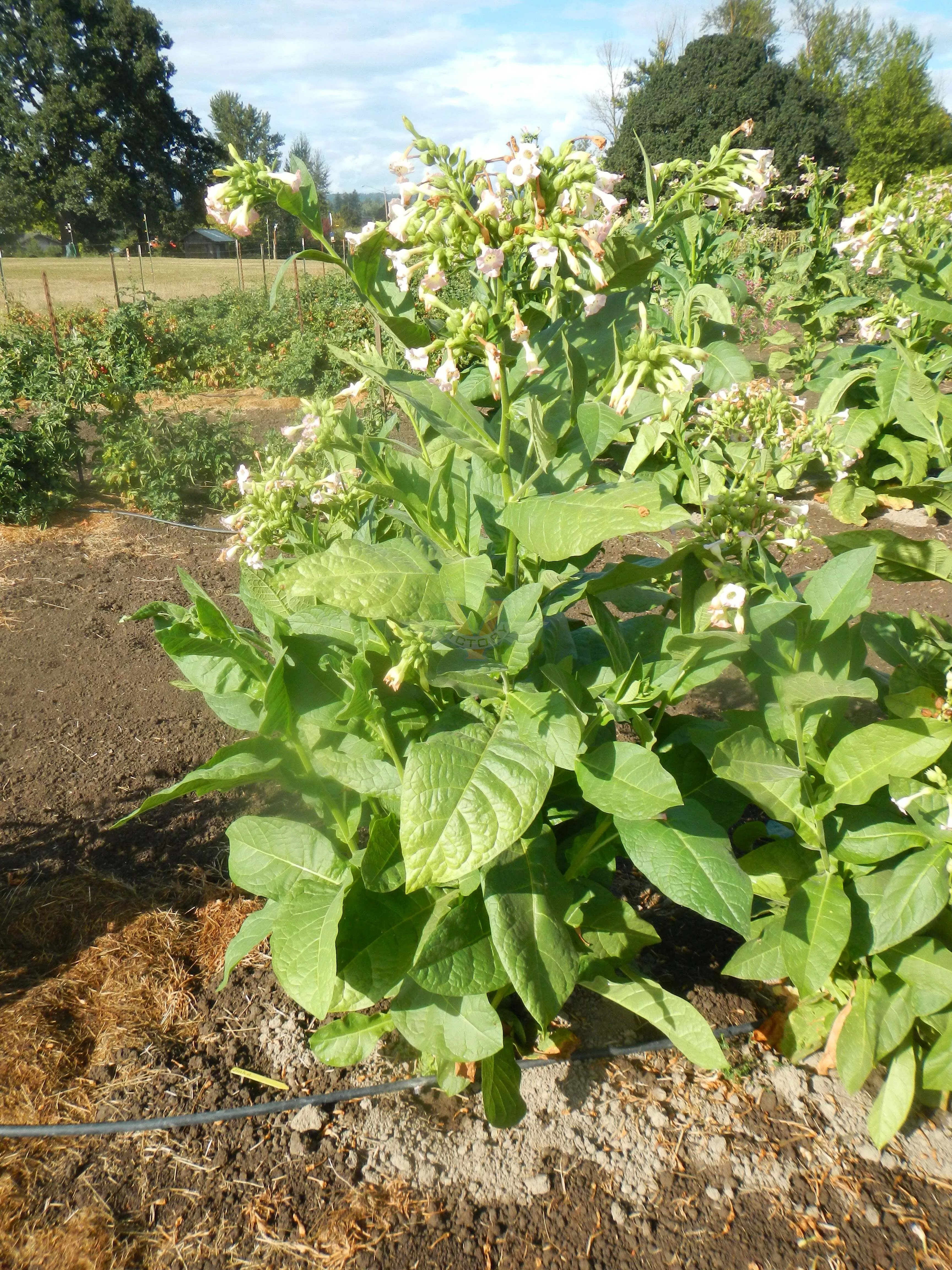 Bahia Tobacco