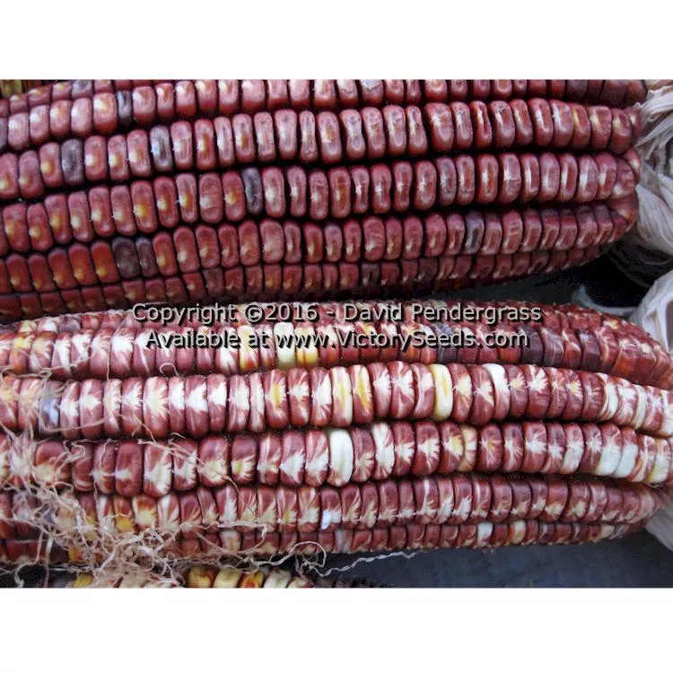Petmecky Flint / Flour Corn