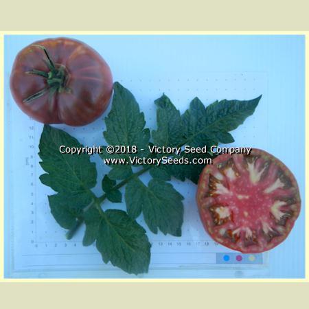 Dwarf Black Angus Tomato