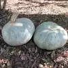 Sweet Meat Winter Squash