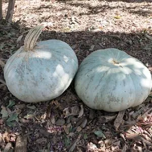 Sweet Meat Winter Squash