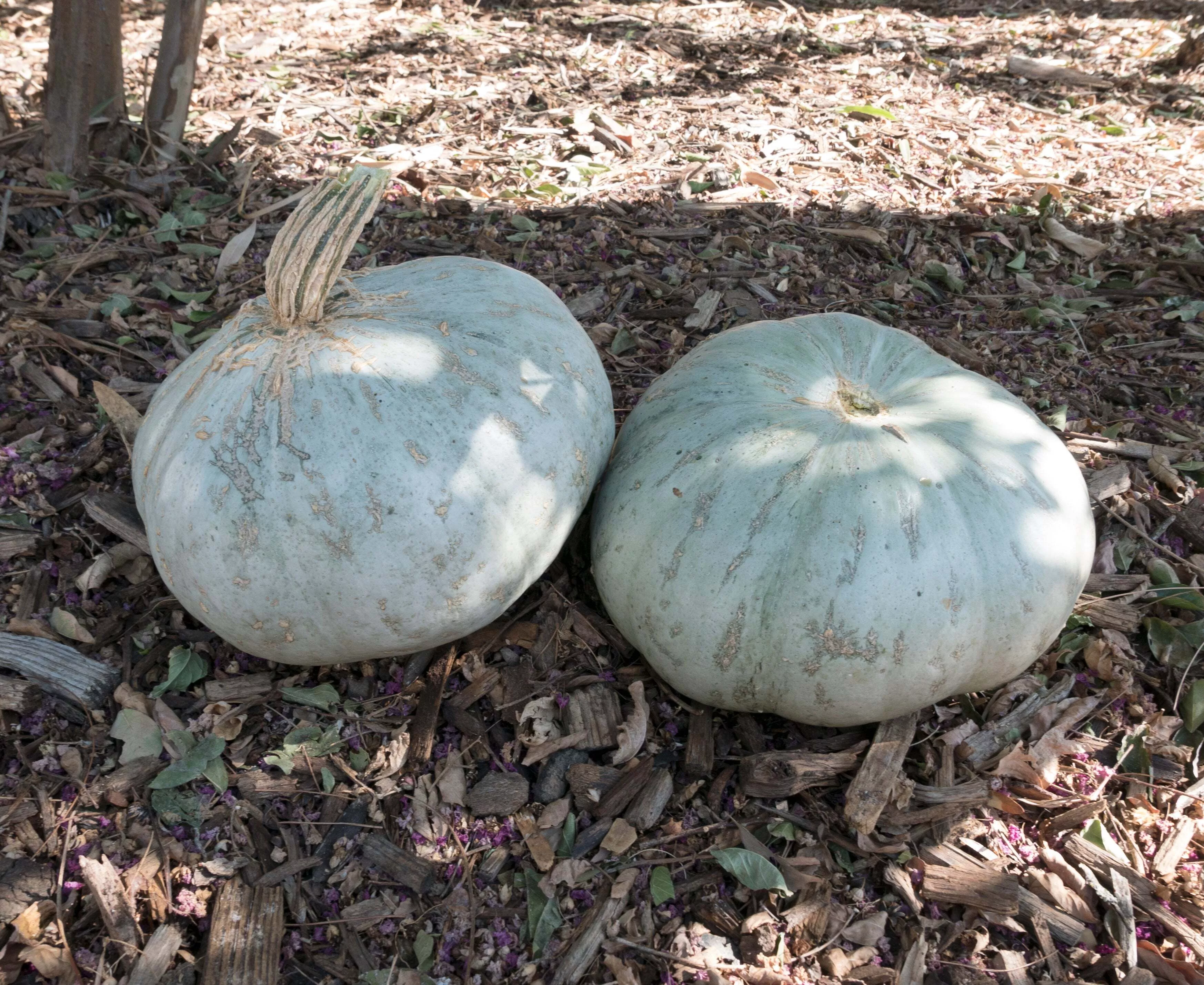 Sweet Meat Winter Squash