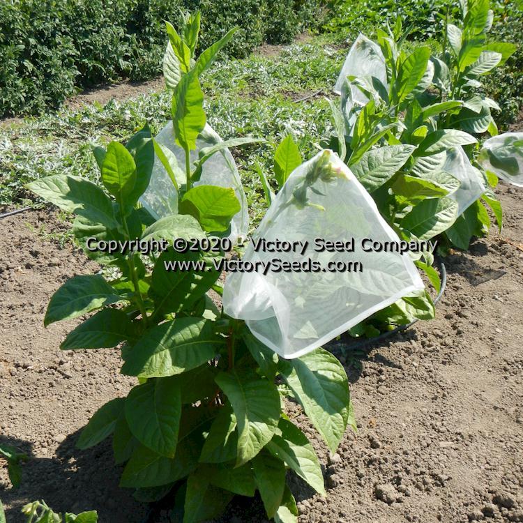 Coroja Tobacco