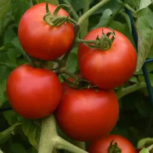 Early Girl F1 Tomato