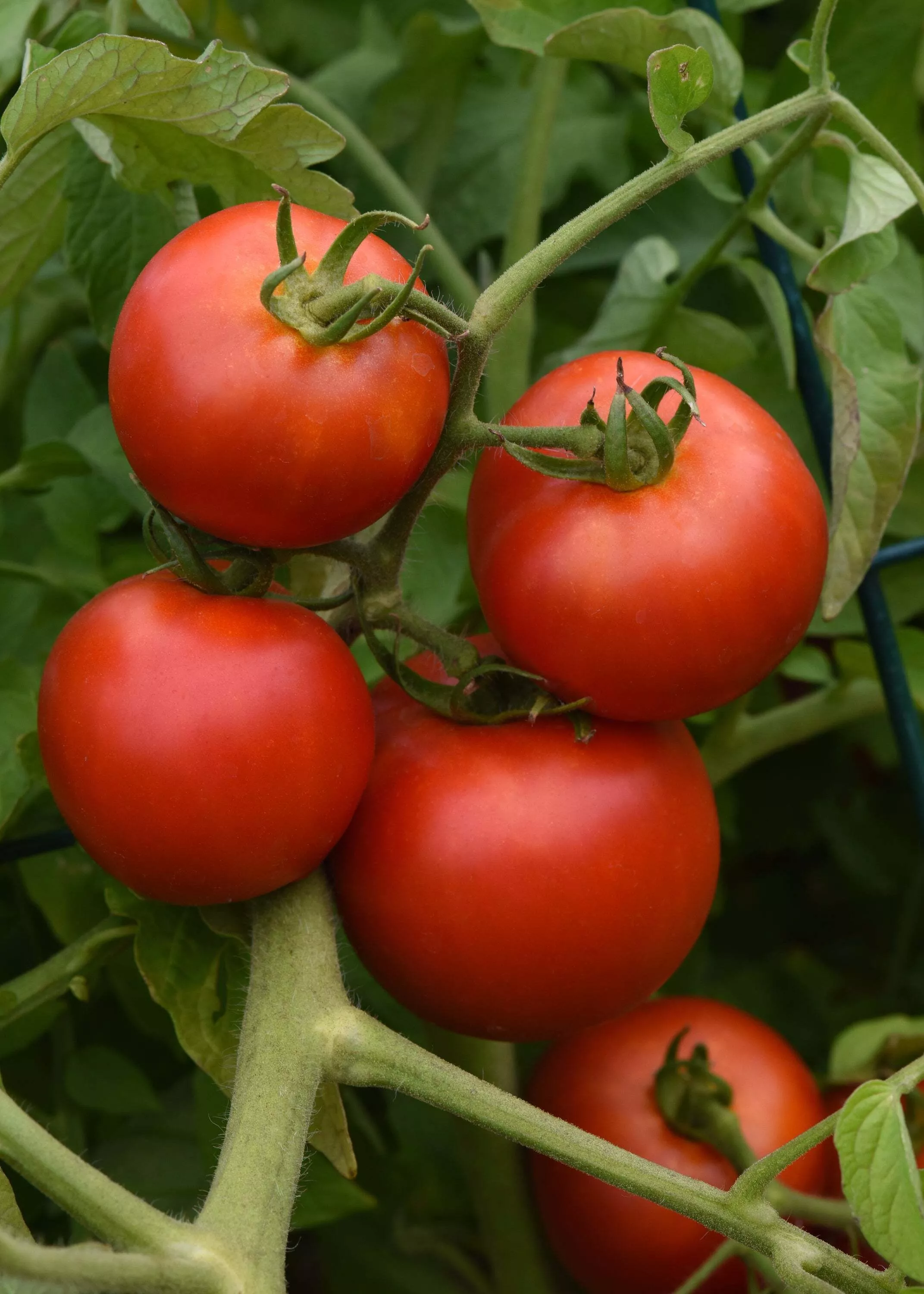 Early Girl F1 Tomato