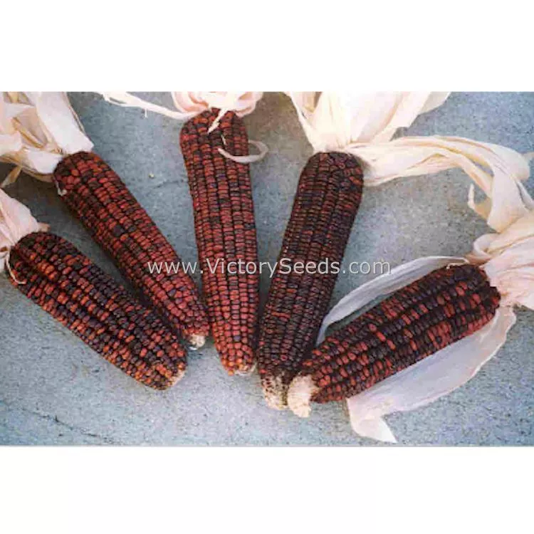 Bloody Butcher Dent Corn