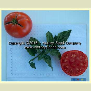 Tanunda Red Tomato
