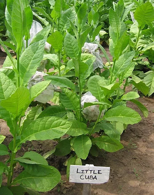 Little Cuba Tobacco