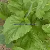 Florida Broad Leaf Mustard Greens