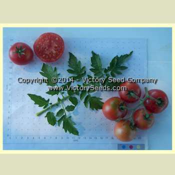Early Detroit No. 17 Tomato