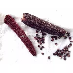 Double Red Sweet Corn