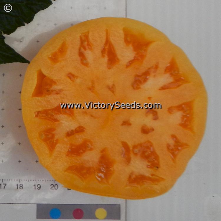Dwarf Oriole Tomato