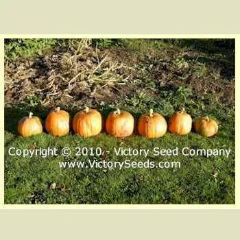 Kustovaya Oranzhevaya Pumpkin
