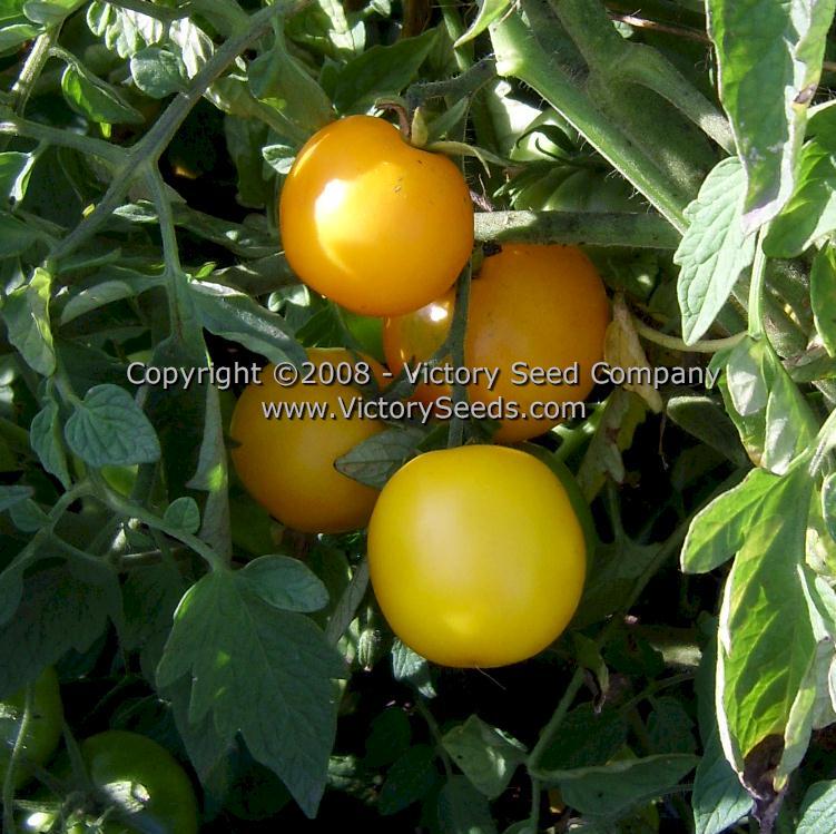 Golden Bison Tomato