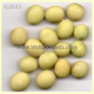 Taiwame Soybean