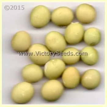 Taiwame Soybean