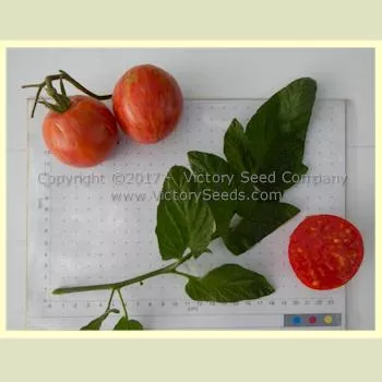 Caitlin's Lucky Stripe Tomato