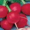 German Giant Radish