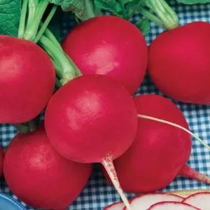 German Giant Radish