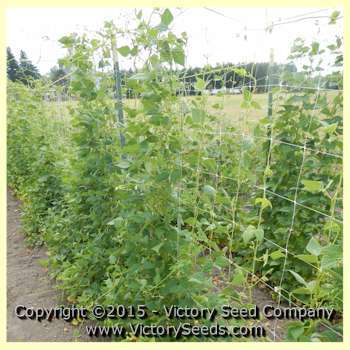 Petaluma Gold Rush Garden Bean