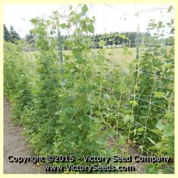 Petaluma Gold Rush Garden Bean