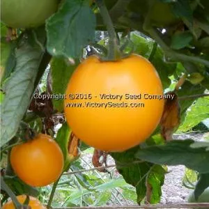 Mingold Tomato