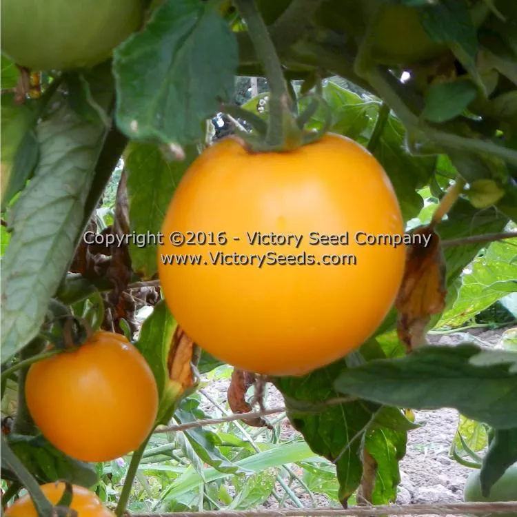 Mingold Tomato
