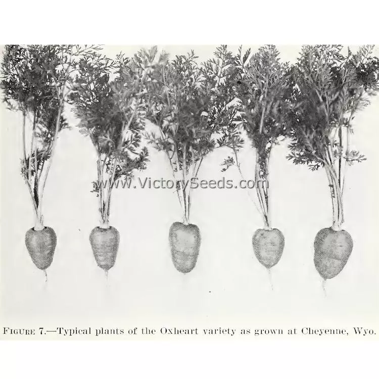 Oxheart Carrot