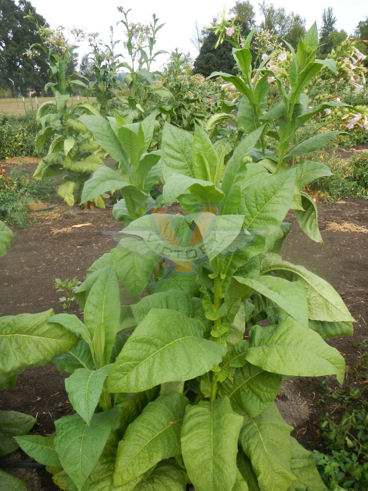 Lemon Bright Tobacco