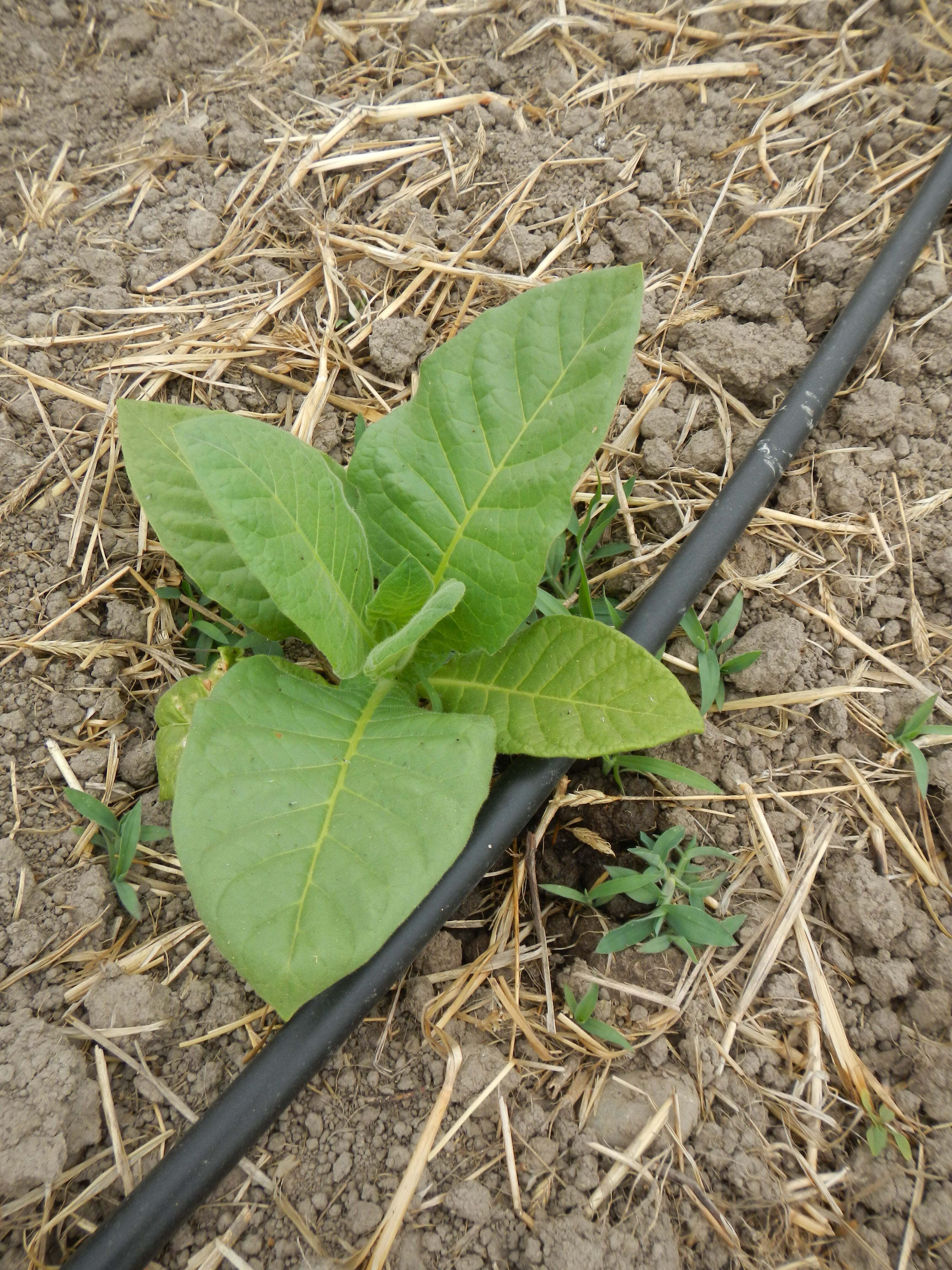 Pennsylvania Red Tobacco