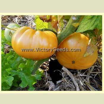 Loxton Lass Tomato