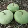 Corsican Gourd