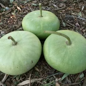 Corsican Gourd