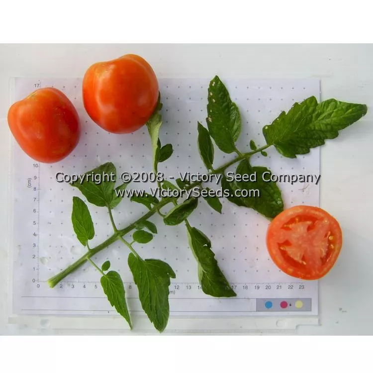 Homestead 24 Tomato