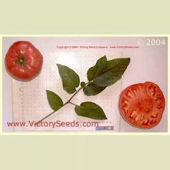 Pruden's Purple Tomato