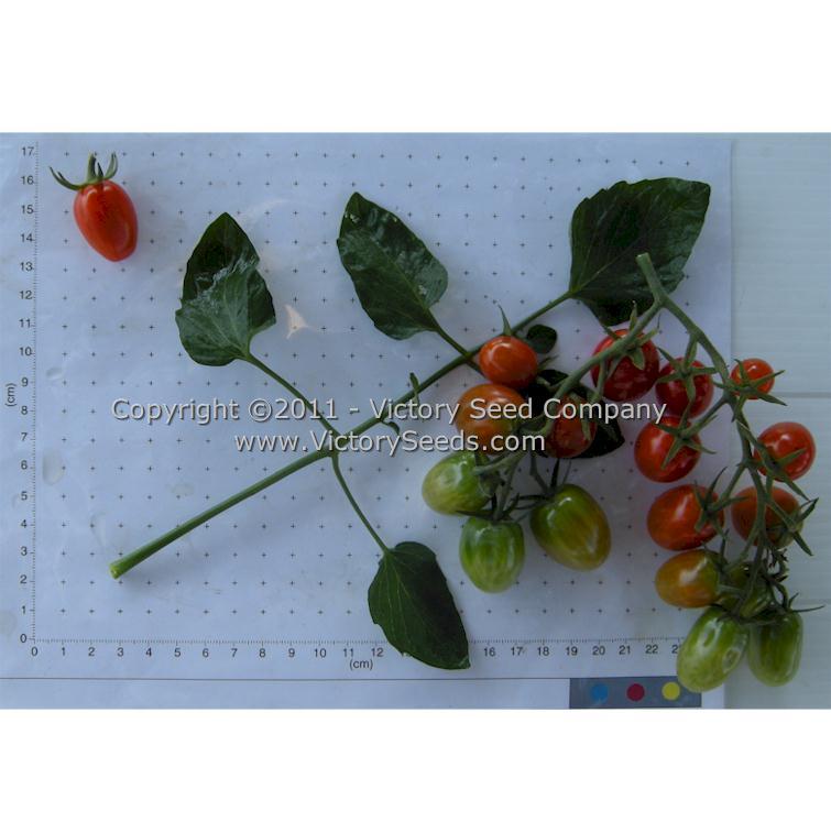 Red Grape Tomato