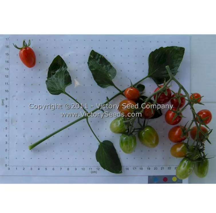 Red Grape Tomato