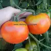 Pritchard (Scarlet Topper) Tomato