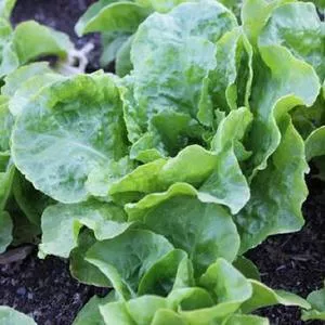 Buttercrunch Bibb Lettuce