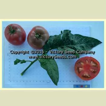 Dwarf Wild Spudleaf Tomato