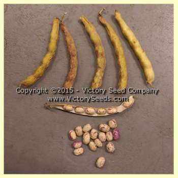 Petaluma Gold Rush Garden Bean