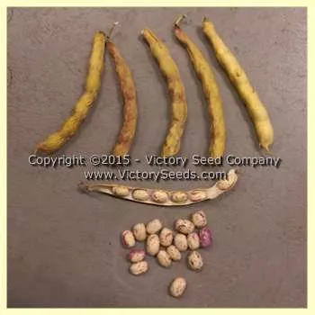Petaluma Gold Rush Garden Bean
