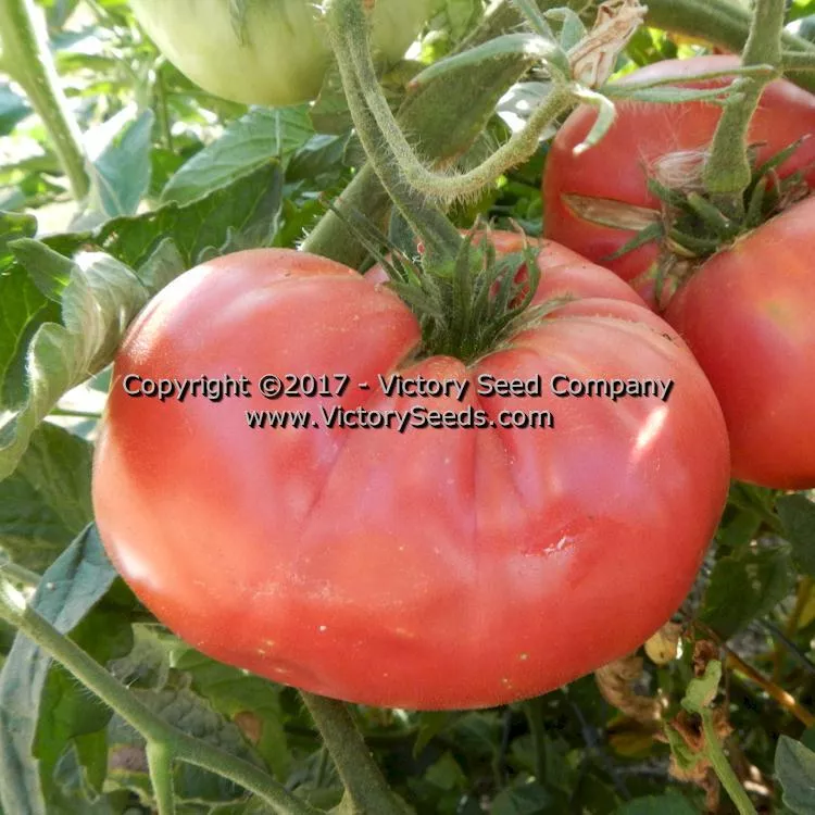 Springston Heirloom Tomato