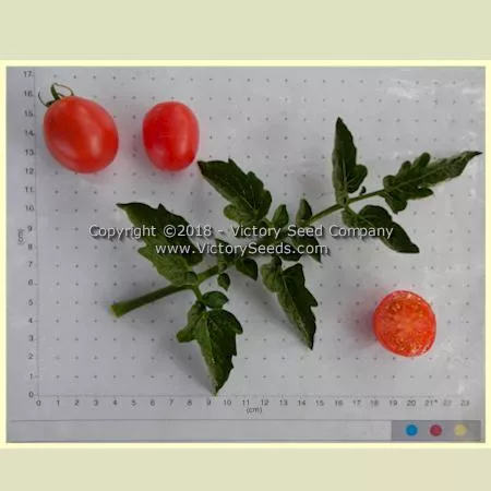 Dwarf Bendigo Rose Tomato