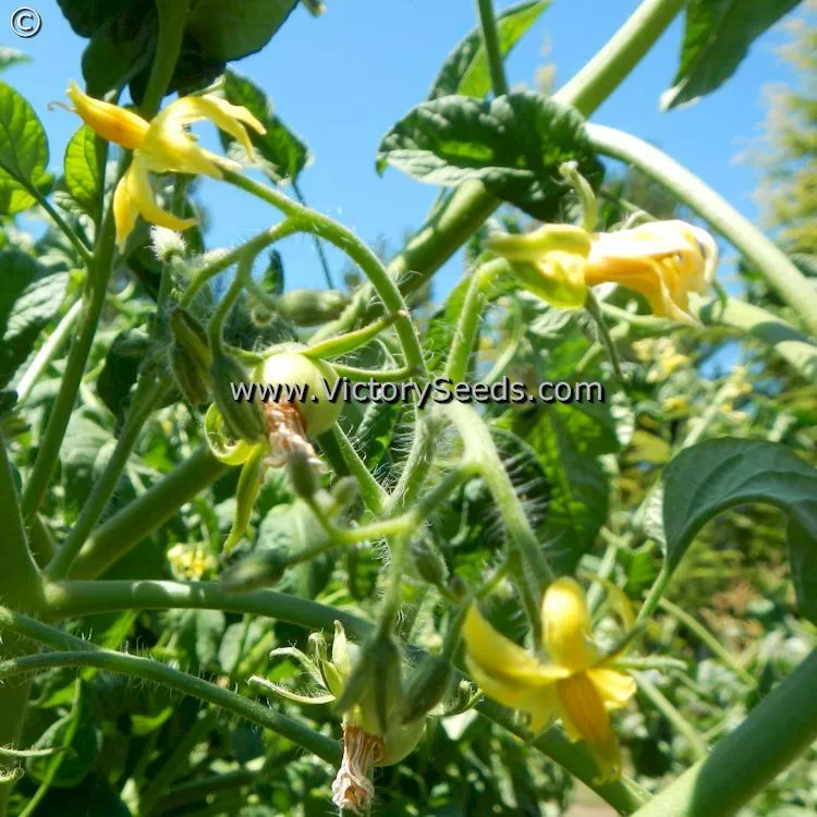 Glacier Tomato
