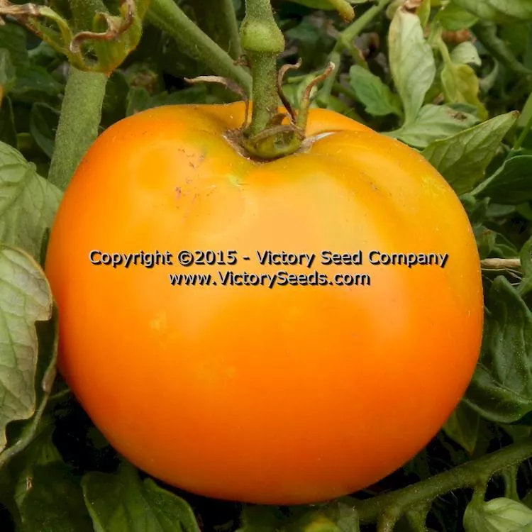 Faribo Golden Heart Tomato
